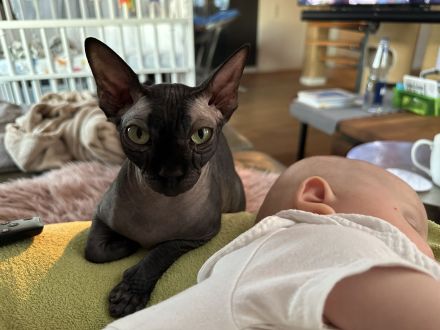 Liebe Sphynx Kätzin in gute Hände