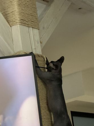 Liebe Sphynx Kätzin in gute Hände