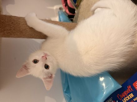 Süßes Katzenmädchen sucht neues Zuhause