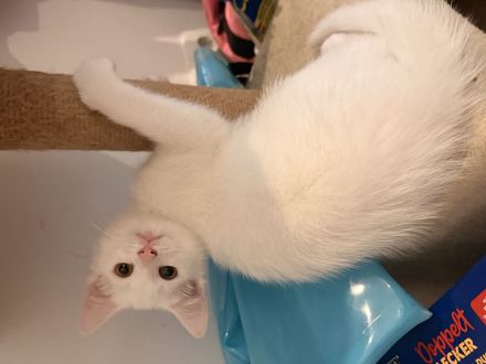 Süßes Katzenmädchen sucht neues Zuhause