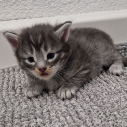 Norwegische Waldkatzen Kitten