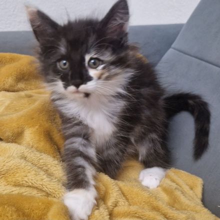 Norwegische Waldkatzen Kitten sucht liebevolles Zuhause für immer