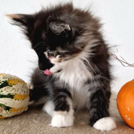 Norwegische Waldkatzen Kitten sucht liebevolles Zuhause für immer