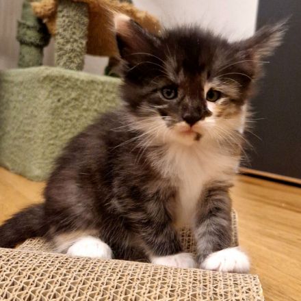 Norwegische Waldkatzen Kitten sucht liebevolles Zuhause für immer
