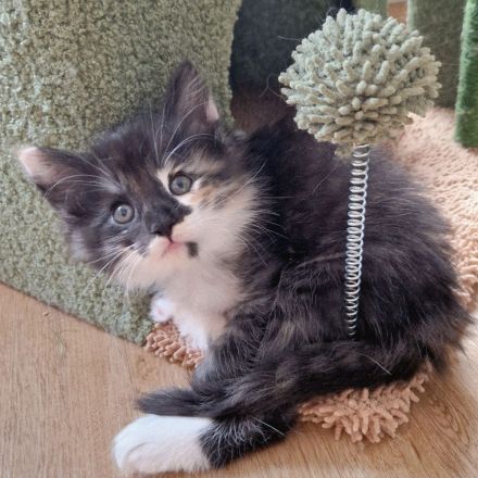 Norwegische Waldkatzen Kitten sucht liebevolles Zuhause für immer