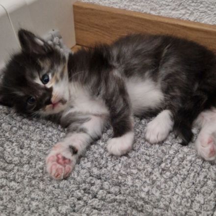 Norwegische Waldkatzen Kitten