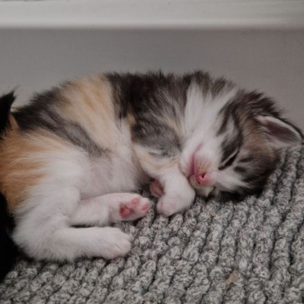 Norwegische Waldkatzen Kitten