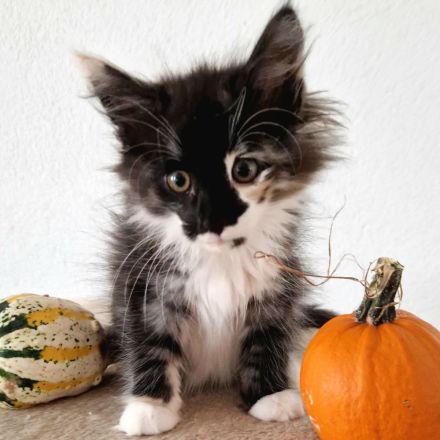 Norwegische Waldkatzen Kitten sucht liebevolles Zuhause für immer