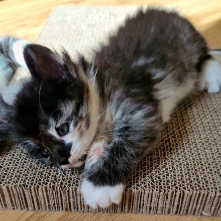 Norwegische Waldkatzen Kitten sucht liebevolles Zuhause für immer