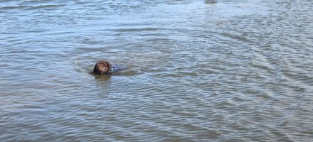 Spanischer Wasserhund - Welpen mit FCI Papieren.