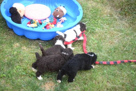 Spanischer Wasserhund - Welpen mit FCI Papieren.