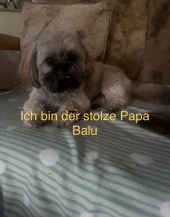 Shih Tzu