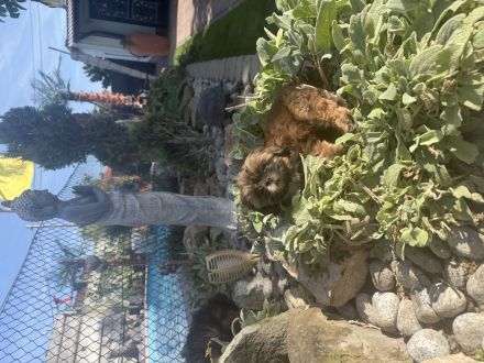 Shih Tzu