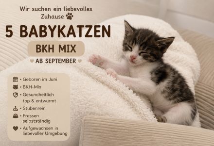 Bkh Mix Kitten