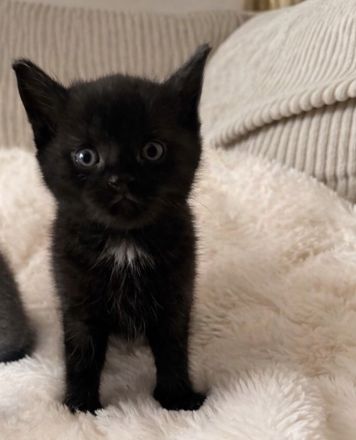 Bkh Mix Kitten