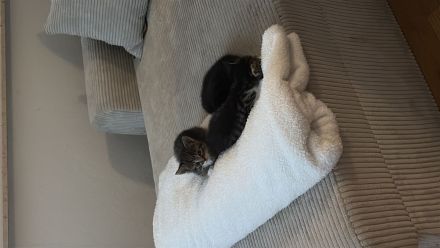 Bkh Mix Kitten