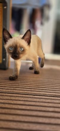 Zuckersüße Siam Kitte
