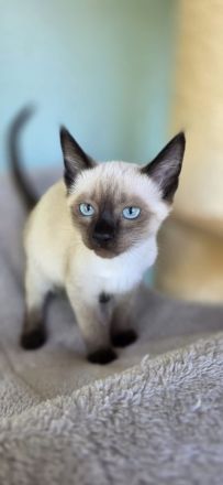 Zuckersüße Siam Kitte