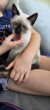 Zuckersüße Siam Kitte