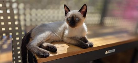Zuckersüße Siam Kitte