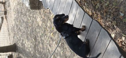 Dackel Rüde sucht neues Zuhause