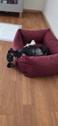 Dackel Rüde sucht neues Zuhause