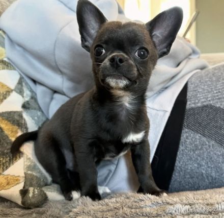 Ein fantastischer Chihuahua.