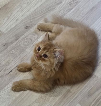 ❤️ Drei kleine Herzen von Bethany-Walker suchen ihr Zuhause ❤️BKH/BLH
