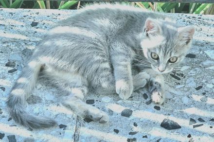 Zwei wunderschöne Bengal-BKH-Mix Katzenmädchen sind ab sofort abgabebereit