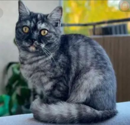Zwei wunderschöne Bengal-BKH-Mix Katzenmädchen sind ab sofort abgabebereit