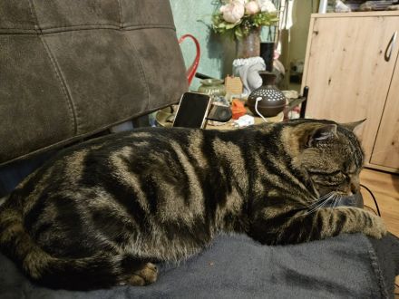 Zwei wunderschöne Bengal-BKH-Mix Katzenmädchen sind ab sofort abgabebereit