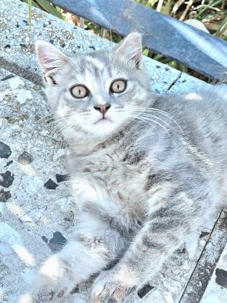 Zwei wunderschöne Bengal-BKH-Mix Katzenmädchen sind ab sofort abgabebereit