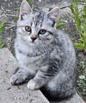 Zwei wunderschöne Bengal-BKH-Mix Katzenmädchen sind ab sofort abgabebereit