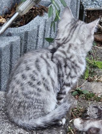 Zwei wunderschöne Bengal-BKH-Mix Katzenmädchen sind ab sofort abgabebereit