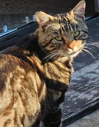 Zwei wunderschöne Bengal-BKH-Mix Katzenmädchen sind ab sofort abgabebereit