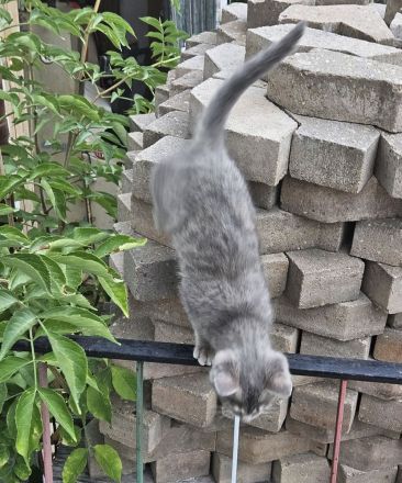 Zwei wunderschöne Bengal-BKH-Mix Katzenmädchen sind ab sofort abgabebereit