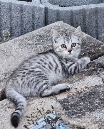 Zwei wunderschöne Bengal-BKH-Mix Katzenmädchen sind ab sofort abgabebereit