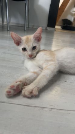 Maine-coon Mix kitten