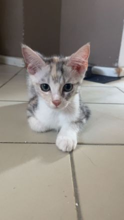 Maine-coon Mix kitten