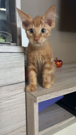 Maine-coon Mix kitten