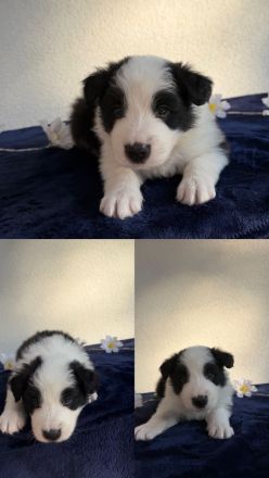 Border Collie Welpen aus FCI-Zucht – Fields of Treasure „B“-Wurf