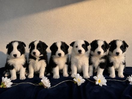 Border Collie Welpen aus FCI-Zucht – Fields of Treasure „B“-Wurf