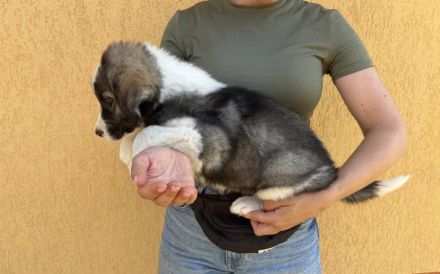 Casimir sucht ein ländliches Zuhause