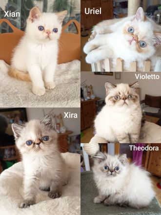 Süße Pointkitten