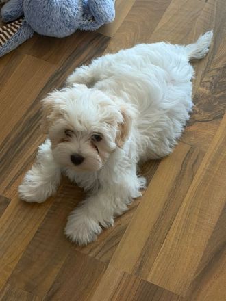 Süße Malteser-Yorkshire-Terrier-Mix-Welpen