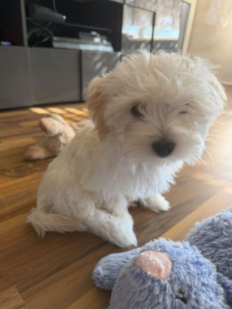 Süße Malteser-Yorkshire-Terrier-Mix-Welpen