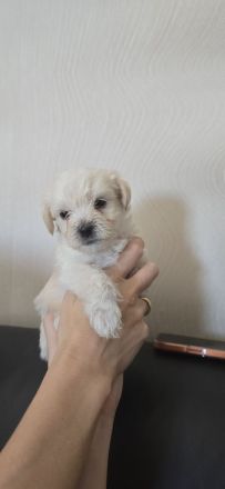 Malteser–Yorkshire Terrier Mix Welpen