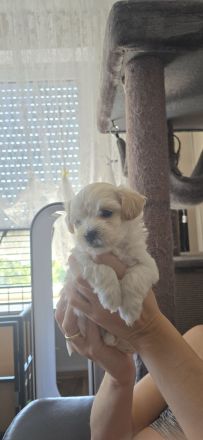Malteser–Yorkshire Terrier Mix Welpen