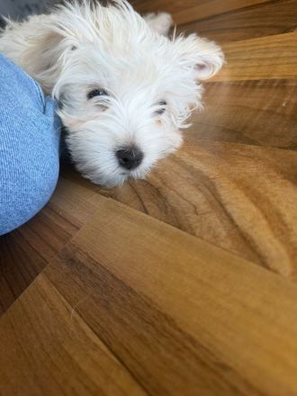 Süße Malteser-Yorkshire-Terrier-Mix-Welpen