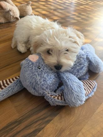 Süße Malteser-Yorkshire-Terrier-Mix-Welpen